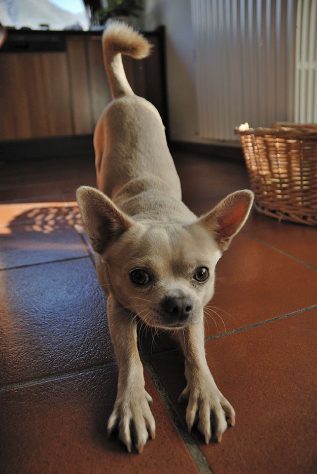 A Chihuahua stretching out his front paws.